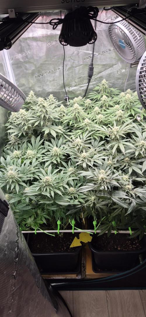 3. Indoor grow. Week 11