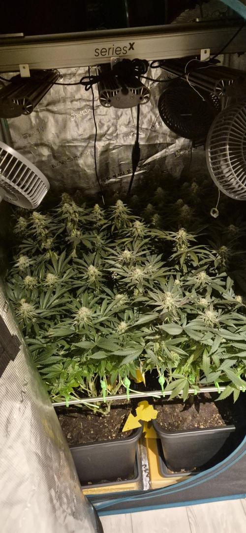 3. Indoor grow. Week 11