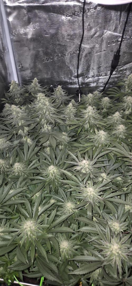 3. Indoor grow. Week 11