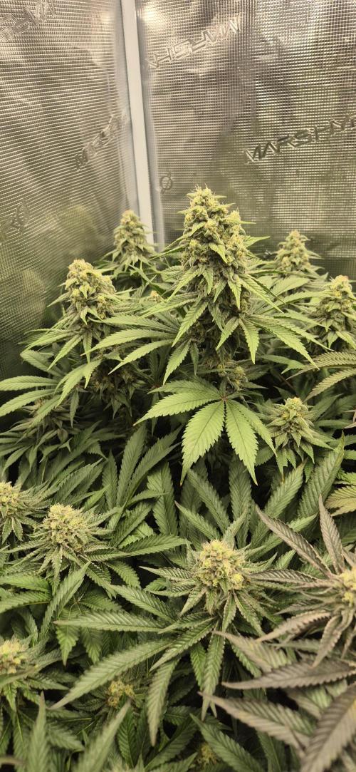 3. Indoor grow. Week 12