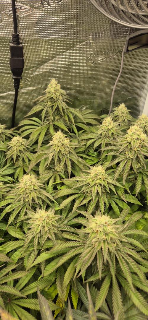 3. Indoor grow. Week 12