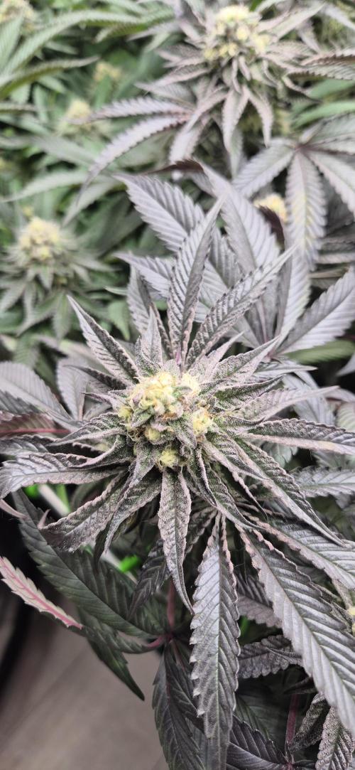 3. Indoor grow. Week 12