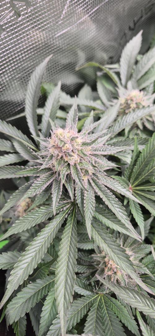 3. Indoor grow. Week 12