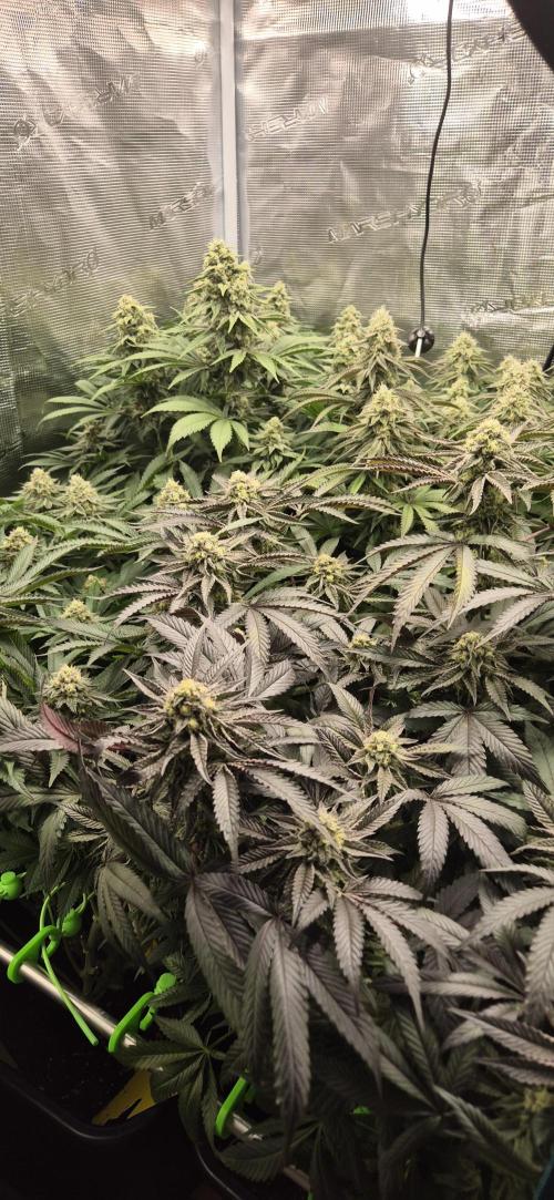 3. Indoor grow. Week 12