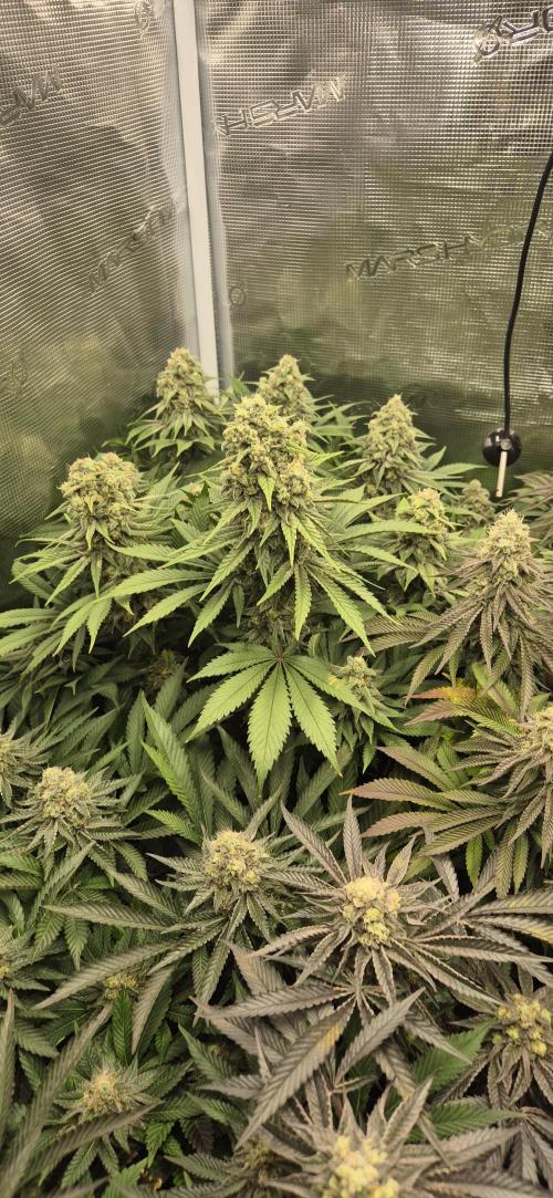 3. Indoor grow. Week 13