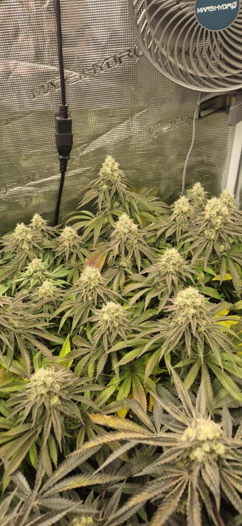 3. Indoor grow. Week 13