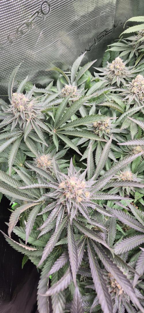 3. Indoor grow. Week 13