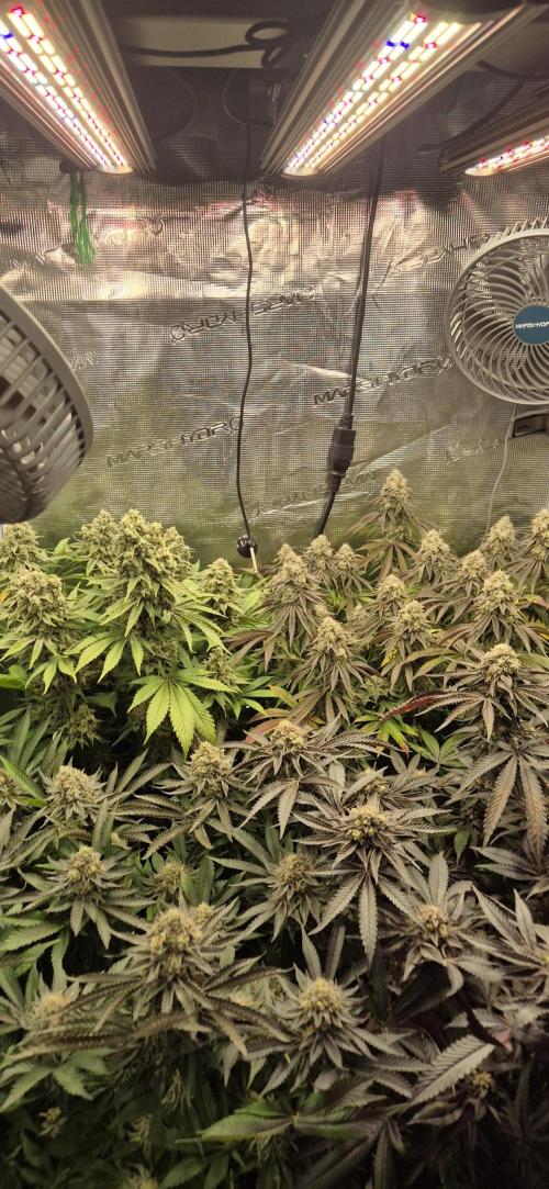 3. Indoor grow. Week 15