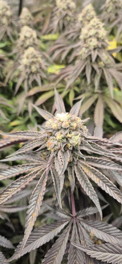 3. Indoor grow. Week 15