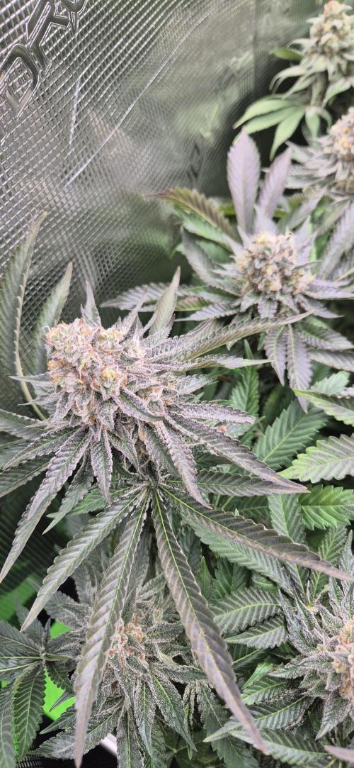 3. Indoor grow. Week 15