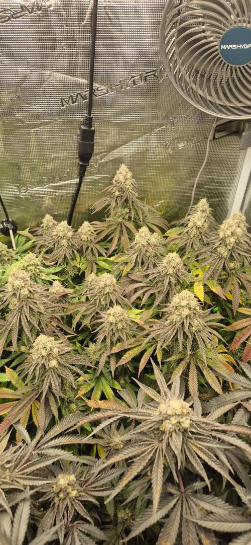 3. Indoor grow. Week 15