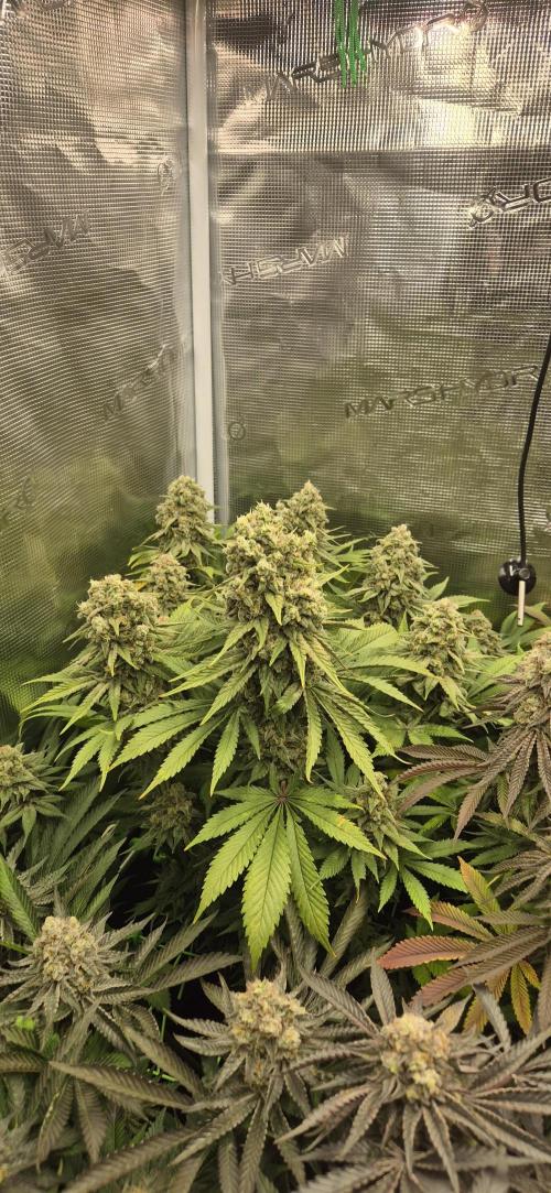 3. Indoor grow. Week 15