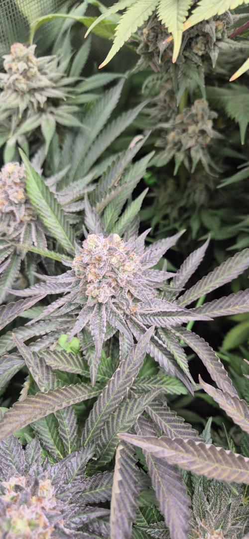 3. Indoor grow. Week 15