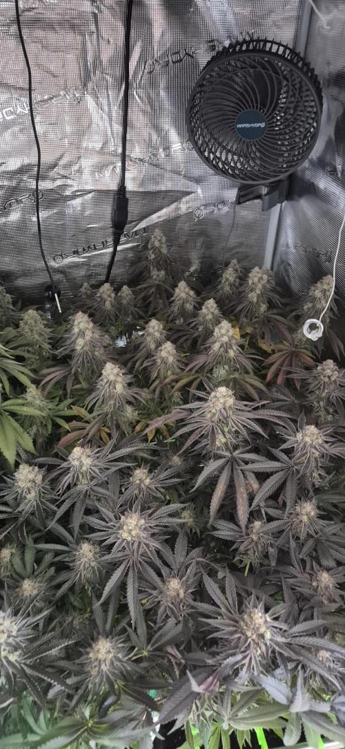 3. Indoor grow. Week 15