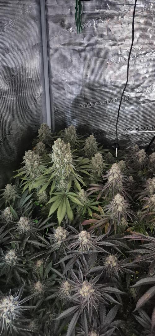 3. Indoor grow. Week 15