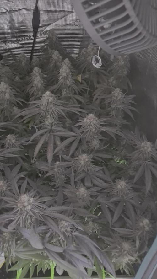 3. Indoor grow