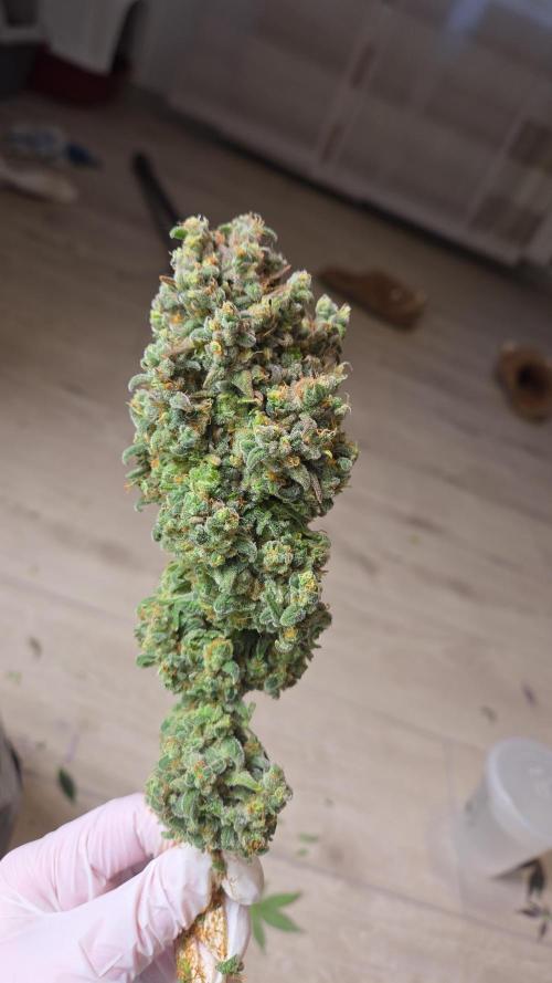 3. Indoor grow. Week 16