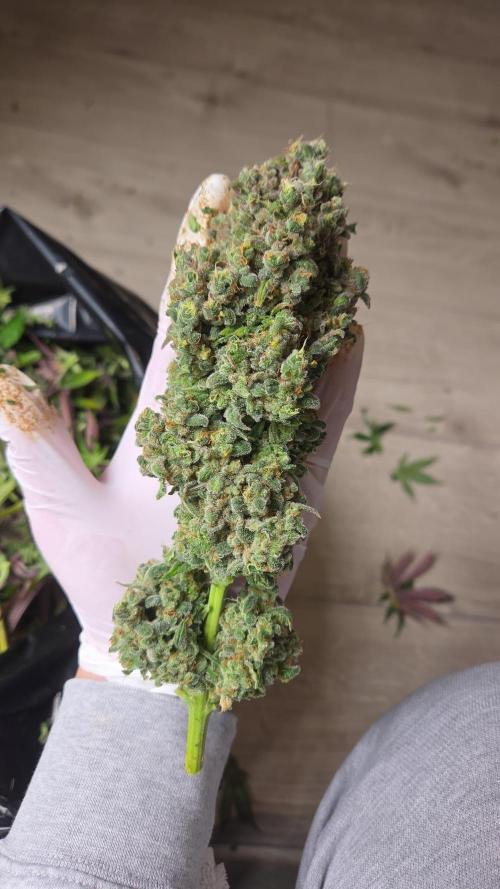 3. Indoor grow. Week 16