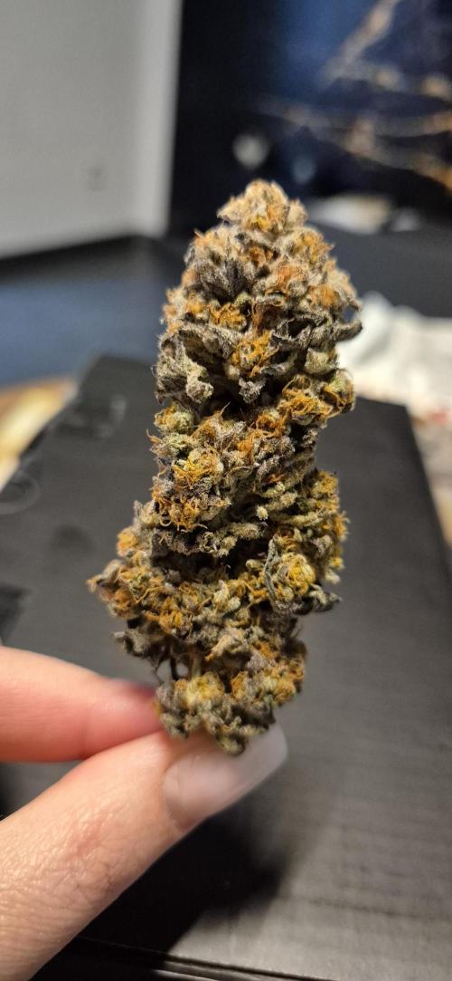 3. Indoor grow. Week 16