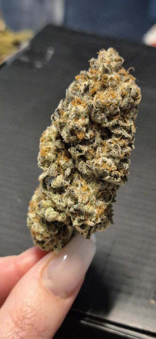 3. Indoor grow. Week 16