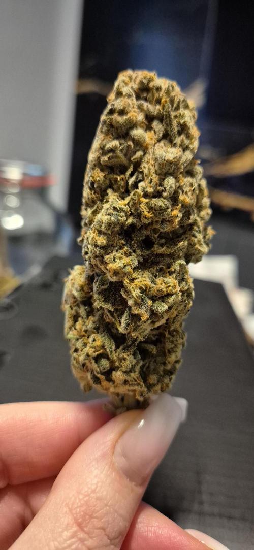 3. Indoor grow. Week 16