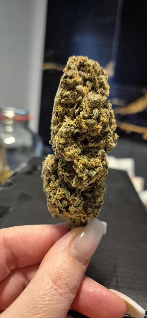 3. Indoor grow. Week 16