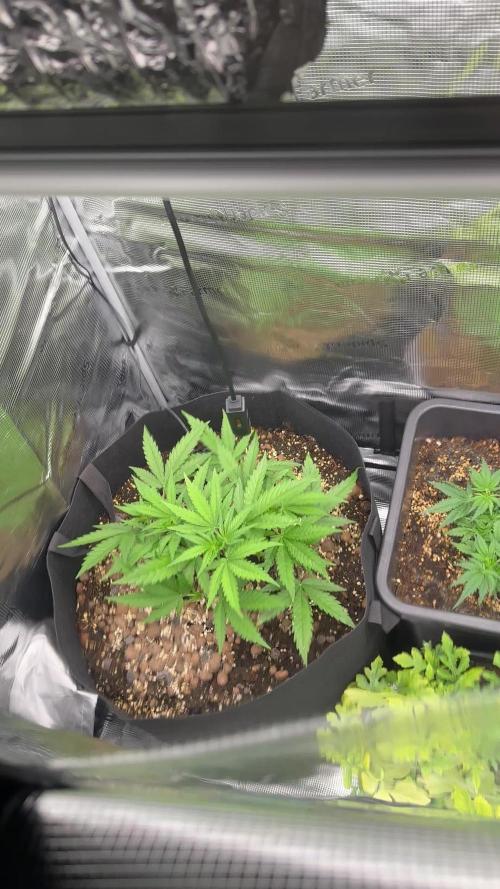 Sleepy joe & Cookies haze