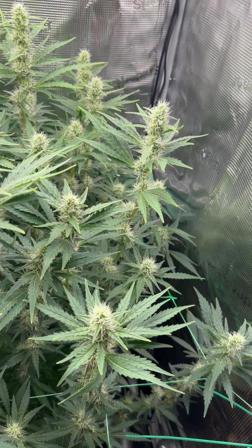 Sleepy joe & Cookies haze