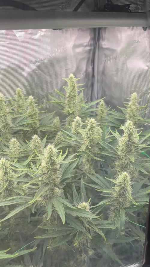 Sleepy joe & Cookies haze