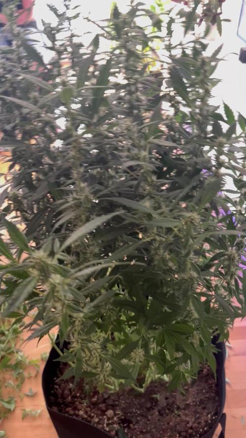 Sleepy joe & Cookies haze