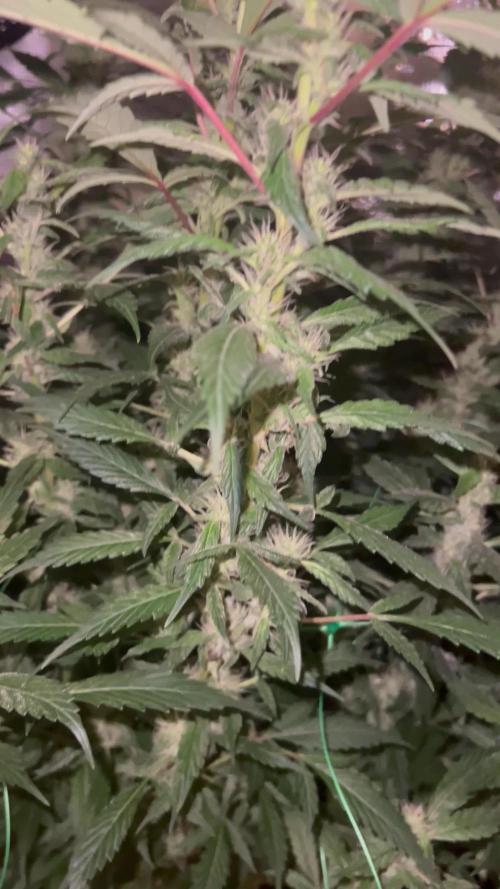 Sleepy joe & Cookies haze