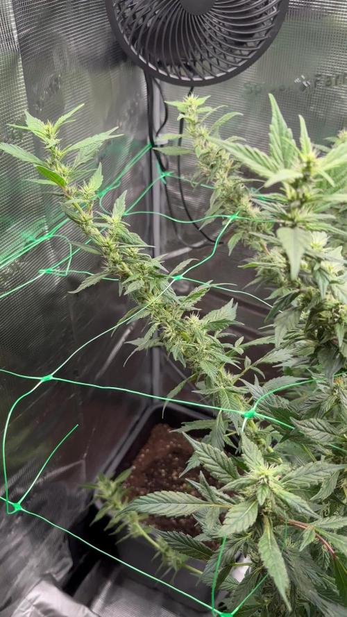 Sleepy joe & Cookies haze