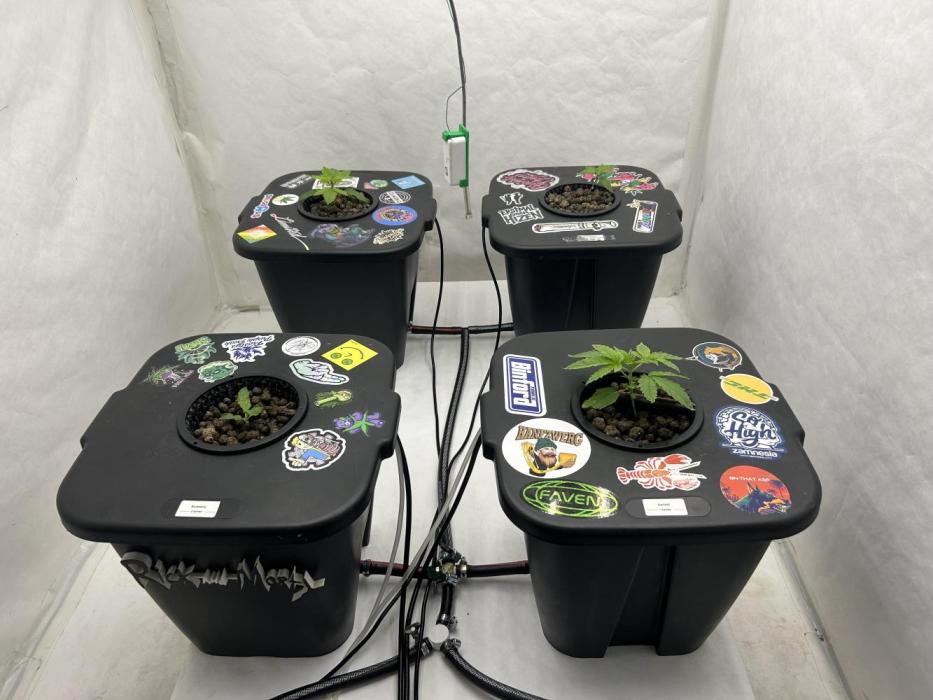 Hydrokultur Indoor. Week 1