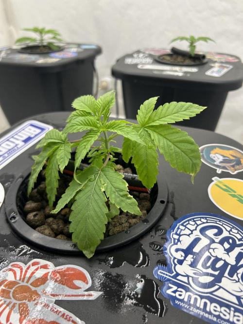 Hydrokultur Indoor. Week 2