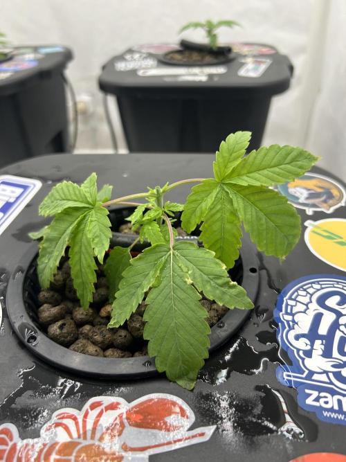 Hydrokultur Indoor. Week 2
