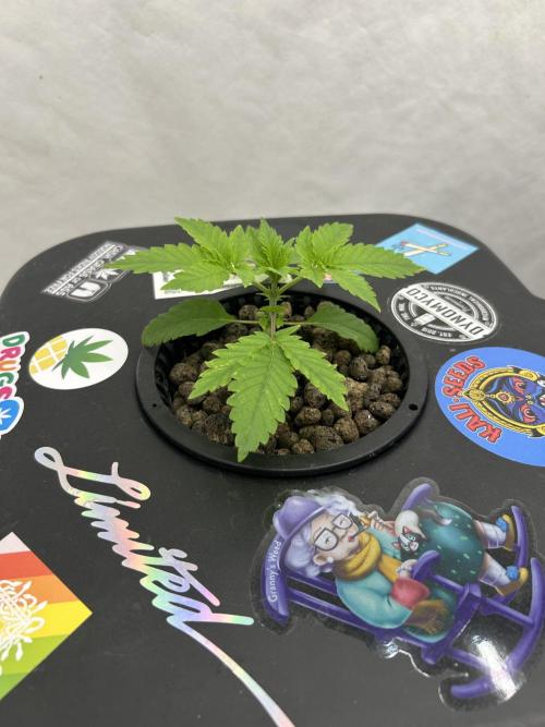 Hydrokultur Indoor. Week 2