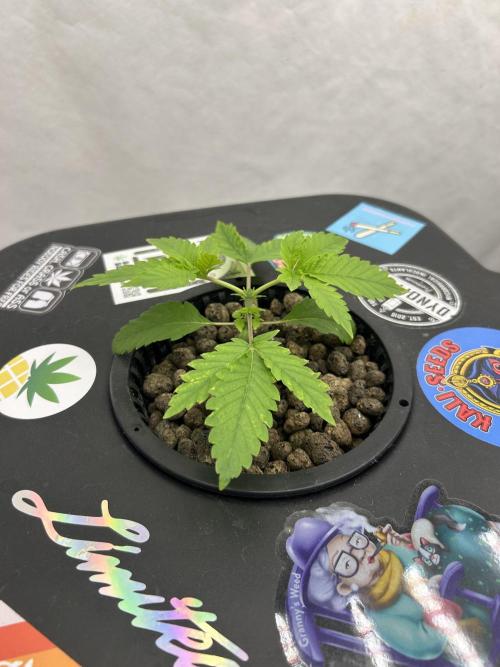 Hydrokultur Indoor. Week 2