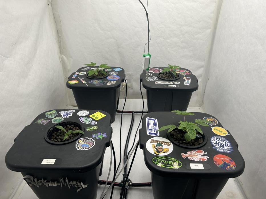 Hydrokultur Indoor. Week 3 - Dünger wurde gut angenommen und ein gesundes grün kommt zurück zum Vorschein 💚. 