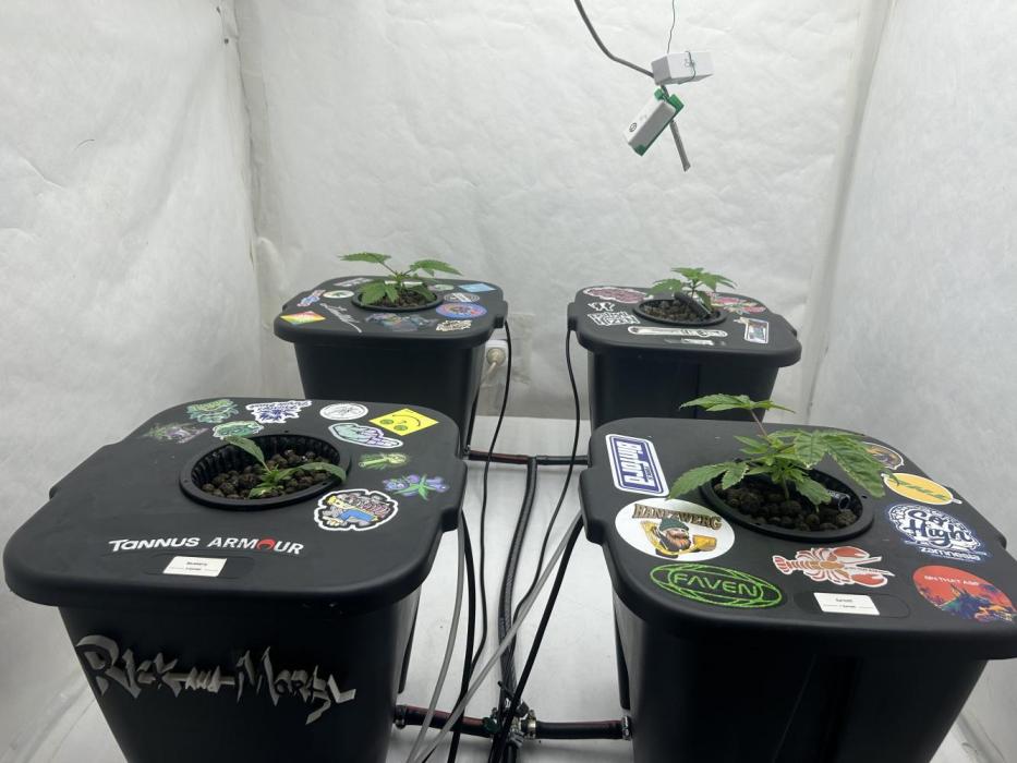 Hydrokultur Indoor. Week 4