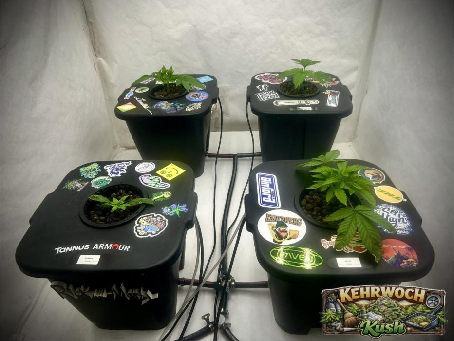 Hydrokultur Indoor. Week 5