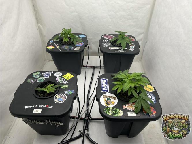 Hydrokultur Indoor. Week 6