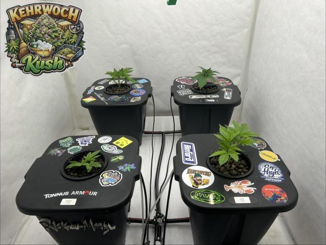 Hydrokultur Indoor. Week 6