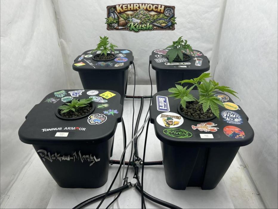 Hydrokultur Indoor. Week 7