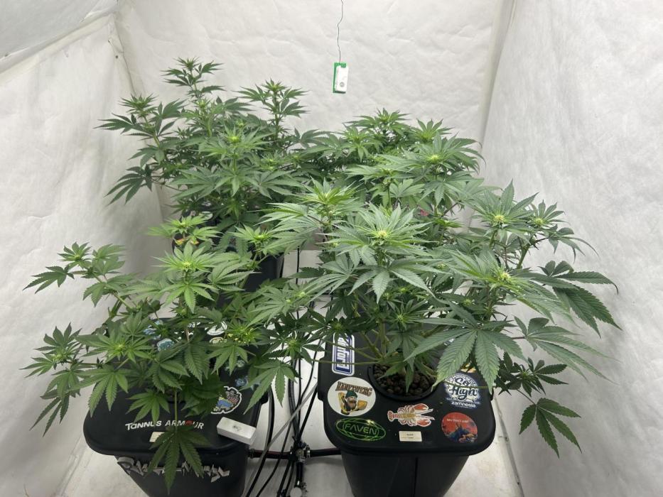 Hydrokultur Indoor. Week 8