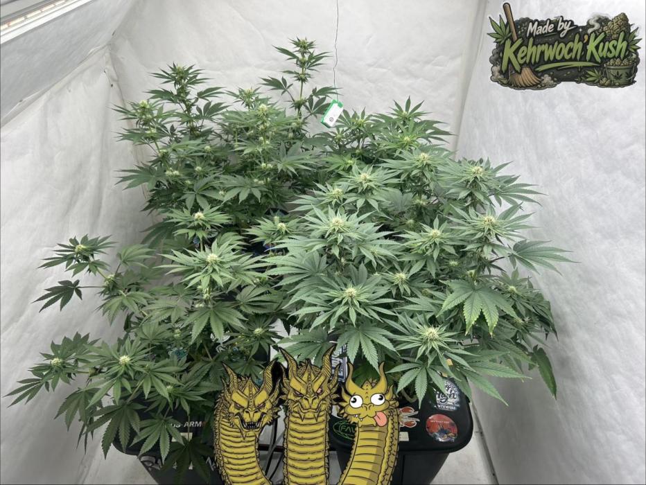 Hydrokultur Indoor. Week 9
