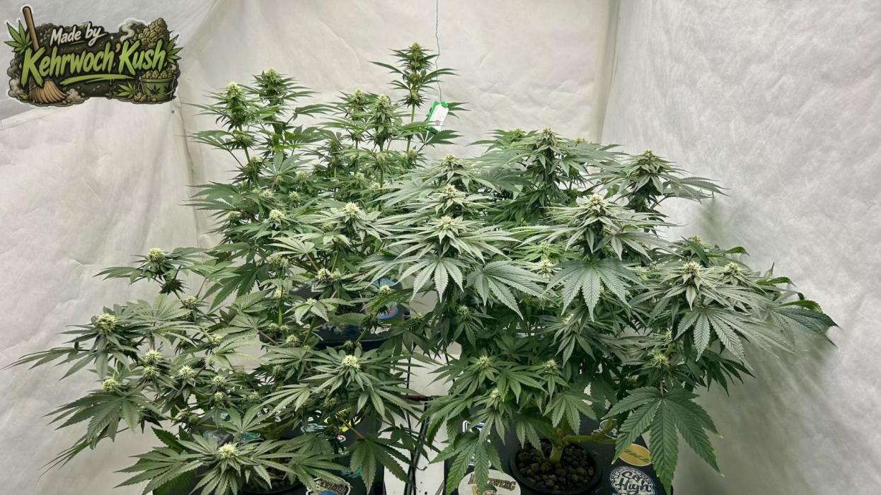 Hydrokultur Indoor. Week 10