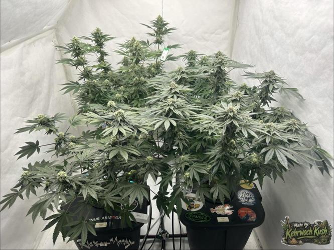 Hydrokultur Indoor. Week 11