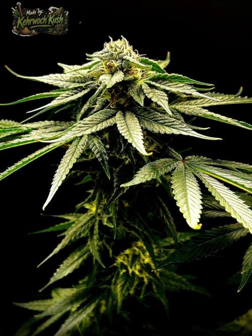 Hydrokultur Indoor. Week 11