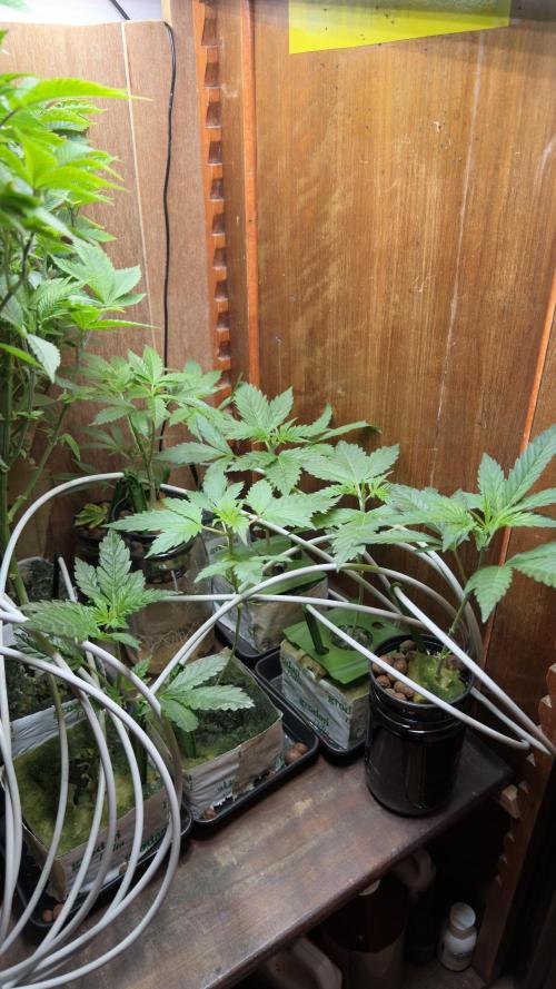 bruce banner vs gorilla cookies ff. Week 2 - angle view in jars are bruce banner clones and in rockwool are some gc from seed