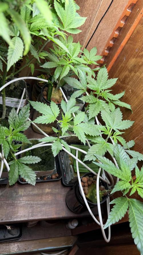 bruce banner vs gorilla cookies ff. Week 2 - top view leftmost is another bruceb banner clone in rockwool